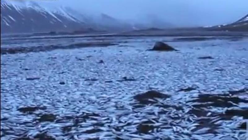 VIDEO! Greu de crezut: Asta nu este gheata din Islanda! Sunt mii de tone de hering mort
