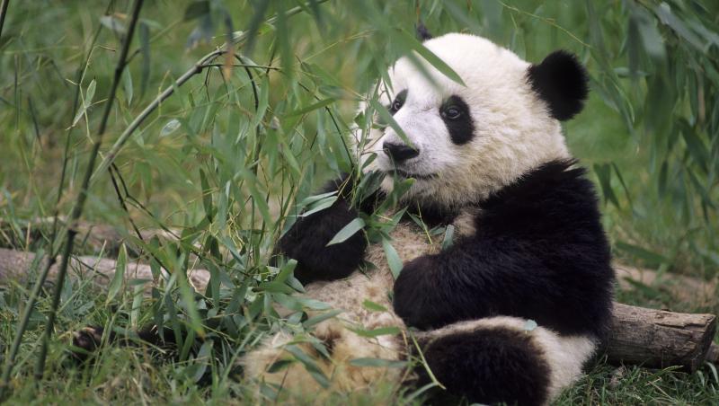 VIDEO EMOTIONANT! Un pui de panda ii face masaj mamei-urs. Apoi aluneca de pe ea ca pe tobogan