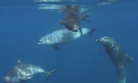 IMPRESIONANT! Un grup de delfini ajuta un pui de foca sa inoate