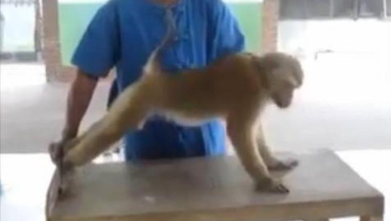 Si animalelor le pasa de silueta! Vezi maimuta care face flotari si abdomene!