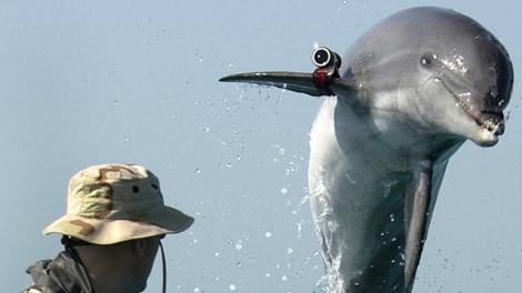 Pentru cine vrea sa creada: trei delfini au dezertat in Marea Neagra si... sunt inarmati!!!