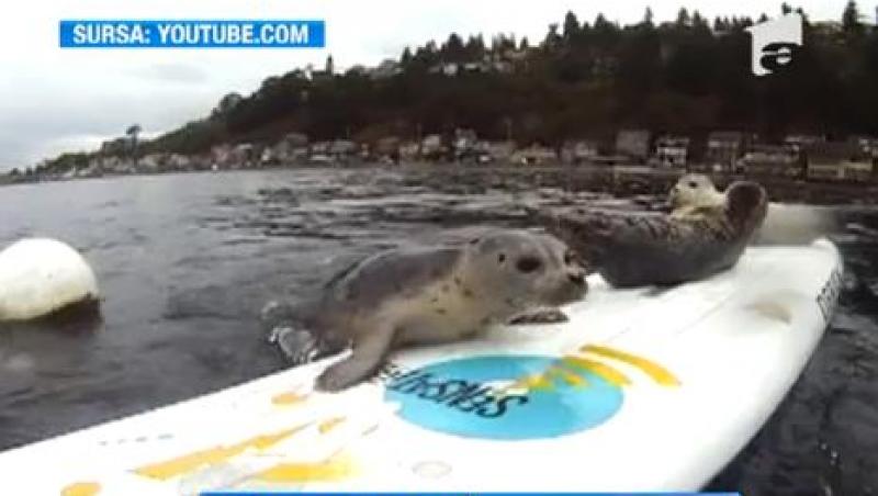 VIRAL! Cativa pui de foca incearca sa urce pe o placa de surf