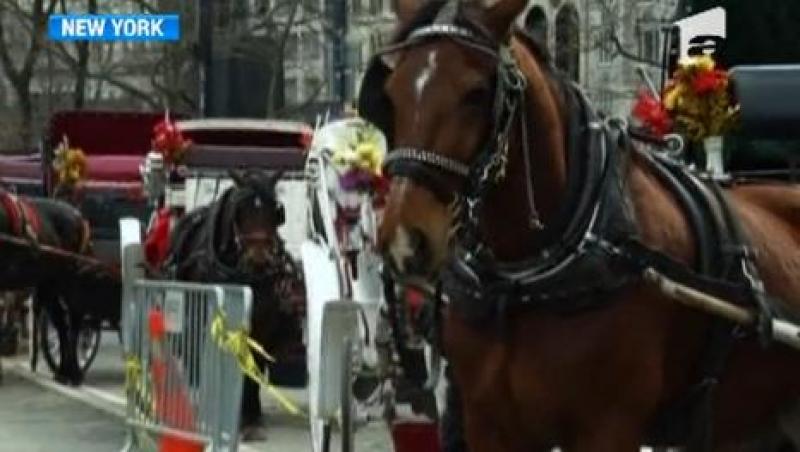 Scandal la New York! Municipalitatea vrea sa interzica trasurile cu cai utilizate in scop turistic
