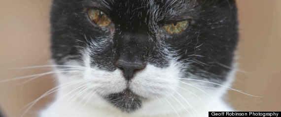 Cea mai batrana pisica din lume a implinit 27 de ani!