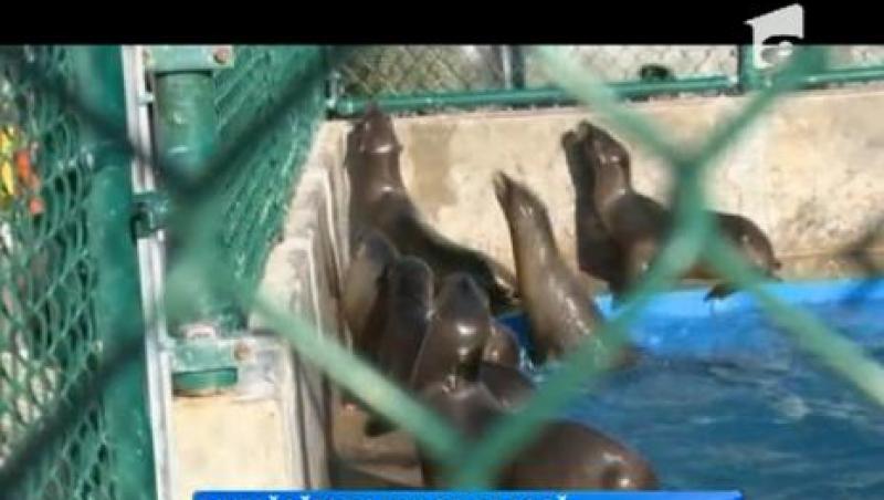 Zeci de pui de foca au fost salvati de pe plajele din California