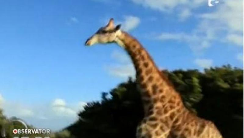 Safari cu emotii! O girafa a atacat o masina plina cu turisti 