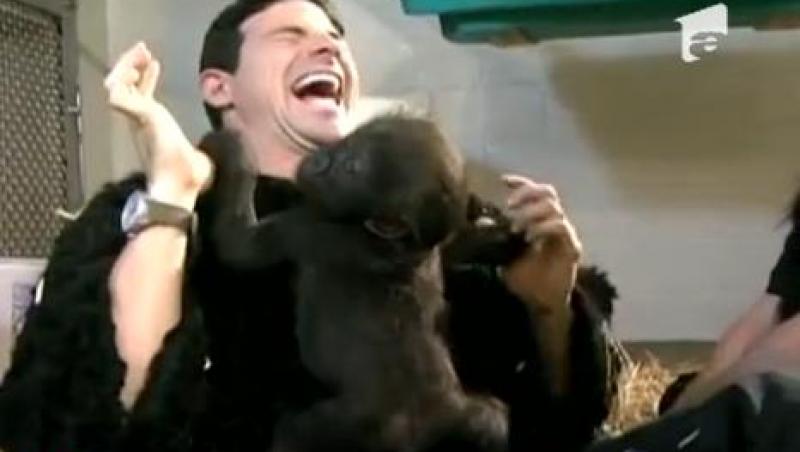 Doi ingrijitori de la o gradina zoologica din SUA au devenit parinti pentru un pui de gorila