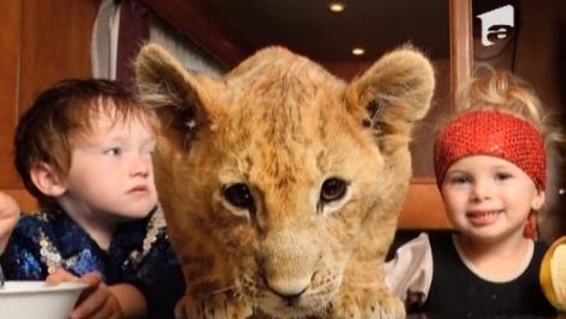 Un pui de leu a devenit animalul de companie al unei familii din Australia