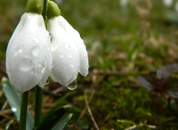 Vreme nefavorabila, de Ziua Femeii!