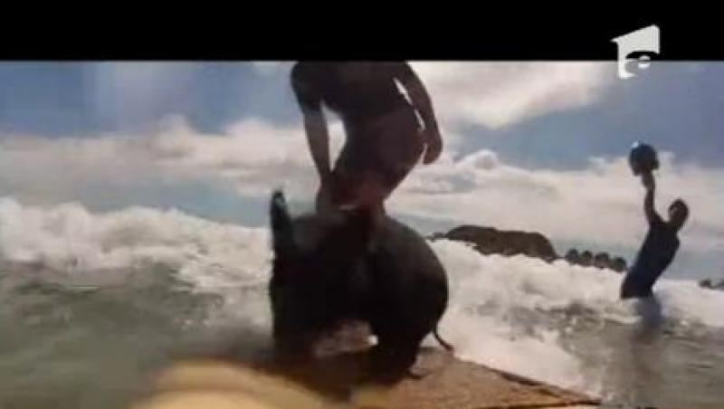 VIRAL! Un porcusor din Noua Zeelanda este pasionat de surfing