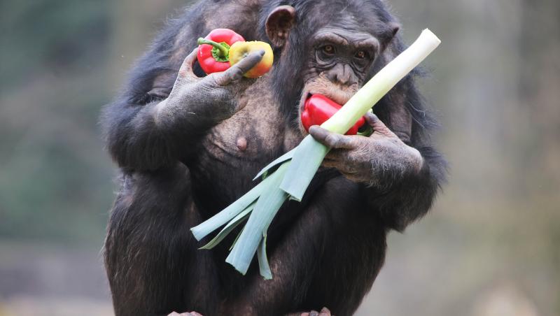 GALERIE FOTO: Petrecere cu legume, organizata pentru cimpanzeii din Arnhem...