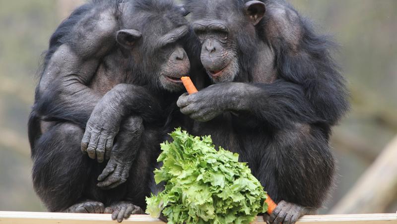 GALERIE FOTO: Petrecere cu legume, organizata pentru cimpanzeii din Arnhem...