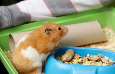 Minune de Pasti, in Marea Britanie! Un hamster a inviat din morti!