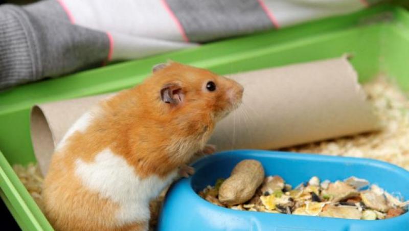 Minune de Pasti, in Marea Britanie! Un hamster a inviat din morti!