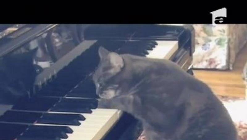 Observator Special | Nora, singura pisica pianista din lume