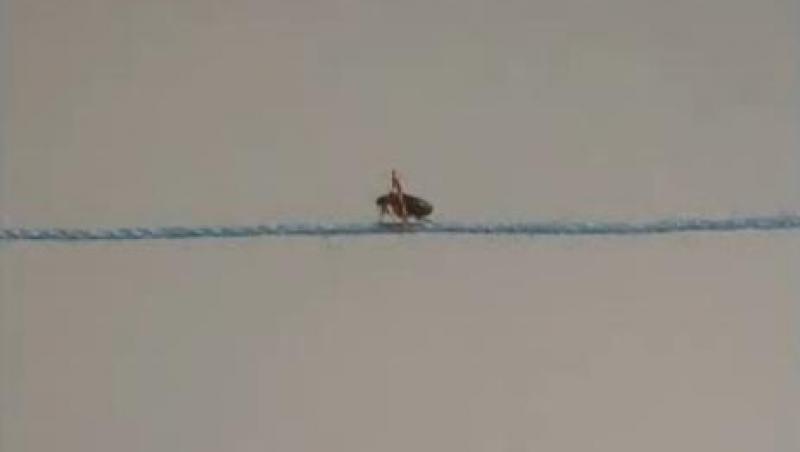 Tragedie la circ: Dresorul de purici a ramas fara cei  300 de 