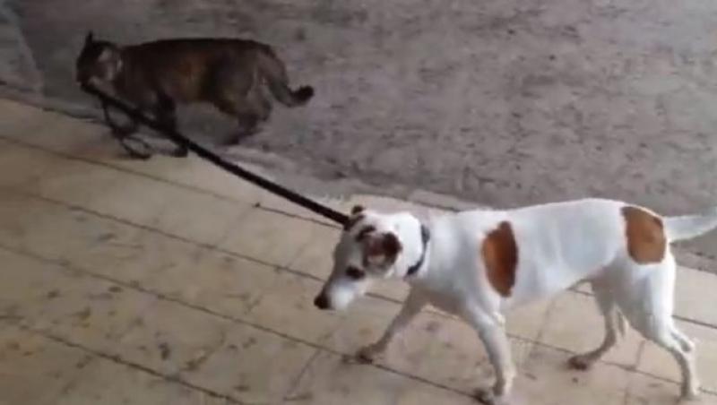 VIDEO: O pisica plimba un caine in lesa si il duce acasa!