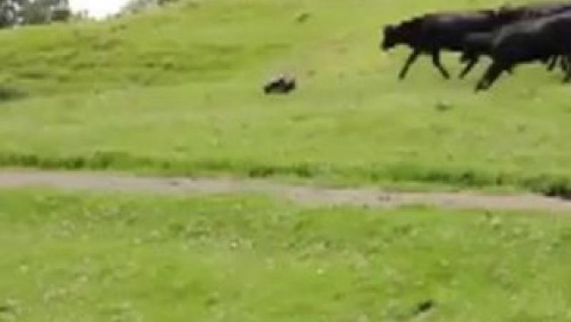 Efectul de turma functioneaza la o cireada de vaci! (VIDEO)