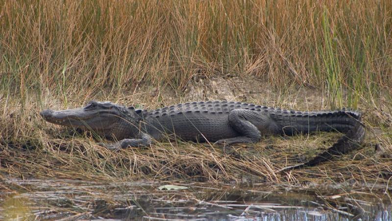 Statele Unite: O familie a petrecut o noapte intr-o mlastina plina de aligatori!