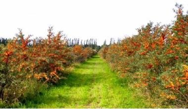 O afacere rentabila pentru 25 de ani: un clujean face profit de 500.000 de euro din catina alba