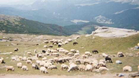 Sase ciobani vor pleca in transhumanta cu 300 de oi din Brasov pana in Cehia