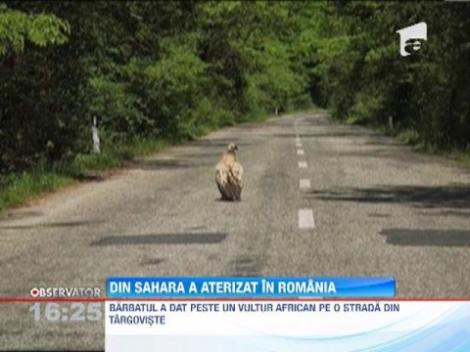 Vultur plesuv, in agonie, gasit de un fotograf la marginea unei paduri din Romania