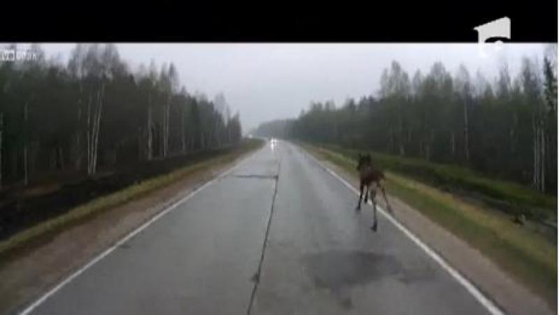 VIRAL! Un elan alearga printre masini, pe o autostrada din Rusia