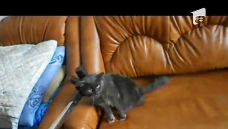 Observator Special | O pisicuta s-a indragostit de aspirator!