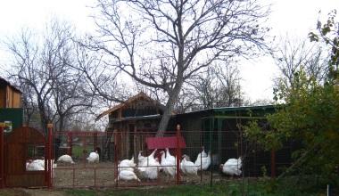 O afacere cu iz occidental: cum sa lansezi o microferma de pasari