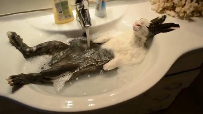 VIRAL! Un iepuras care adora sa faca baie
