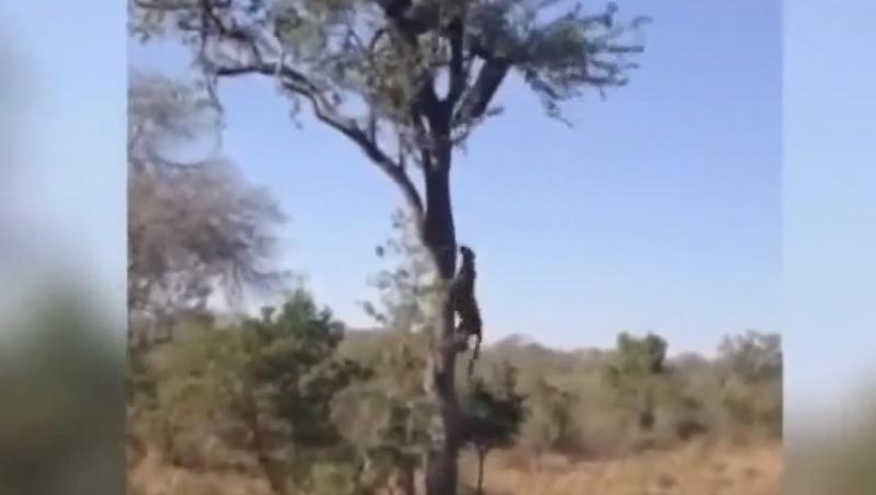 Reactia incredibila a unei mame-leopard! Cum si-a salvat puiul din ghearele altei feline