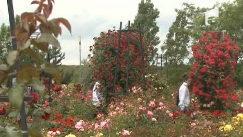 Destinatie de weekend: Paradisul trandafirilor din Arad