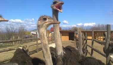 Un fermier din Buzau a investit 50.000 de euro intr-o ferma cu struti