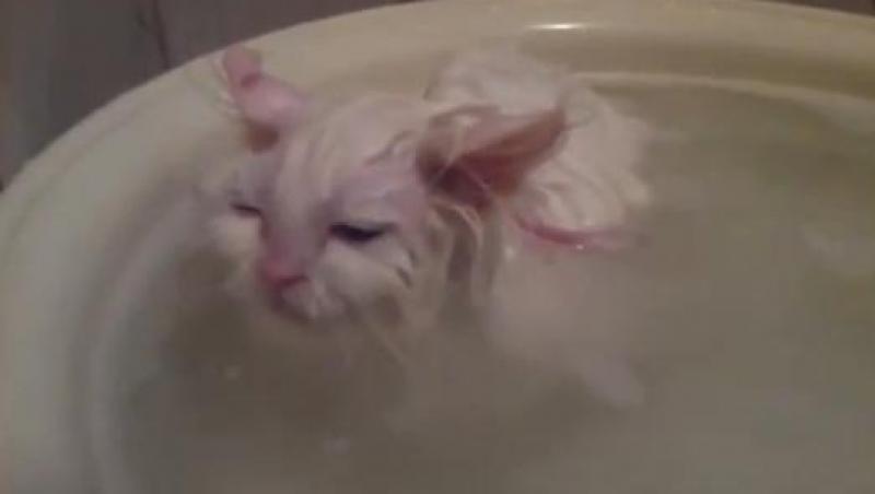 VIRAL! O pisicuta indragostita de apa riposteaza cand stapanul vrea sa o scoata din baie
