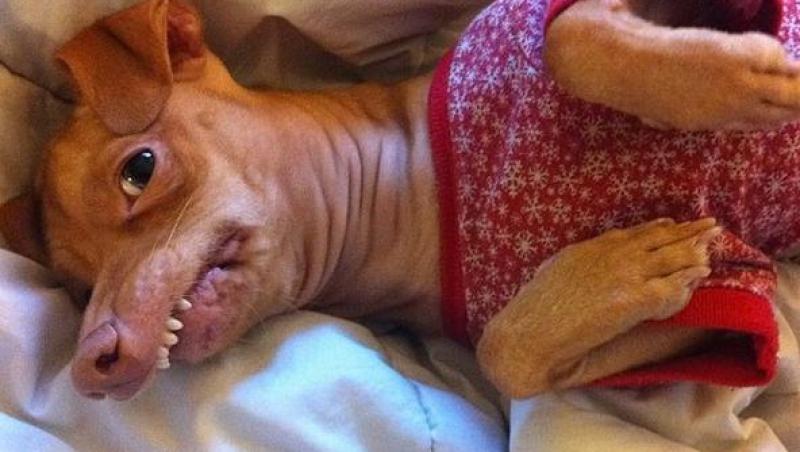 FOTO: Tuna, cel mai ciudat caine, face furori pe internet! 