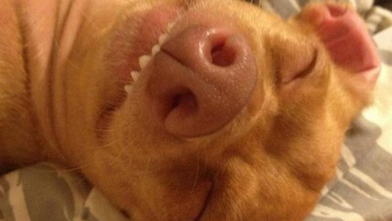FOTO: Tuna, cel mai ciudat caine, face furori pe internet! 