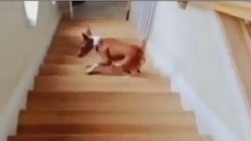 VIRAL! Metoda inedita a unui caine de a urca scarile