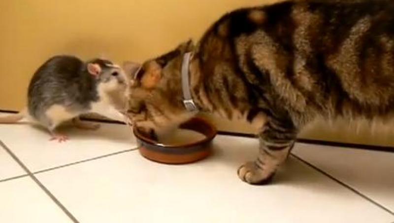 VIRAL! Un sobolan se lupta cu o pisica pentru un bol cu lapte
