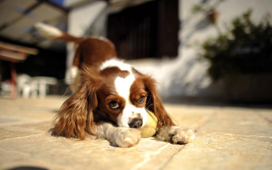 VIDEO! Cea mai tare inventie pentru animalele de companie! Cainele tau nu va mai ramane fara apa atunci cand esti plecat 