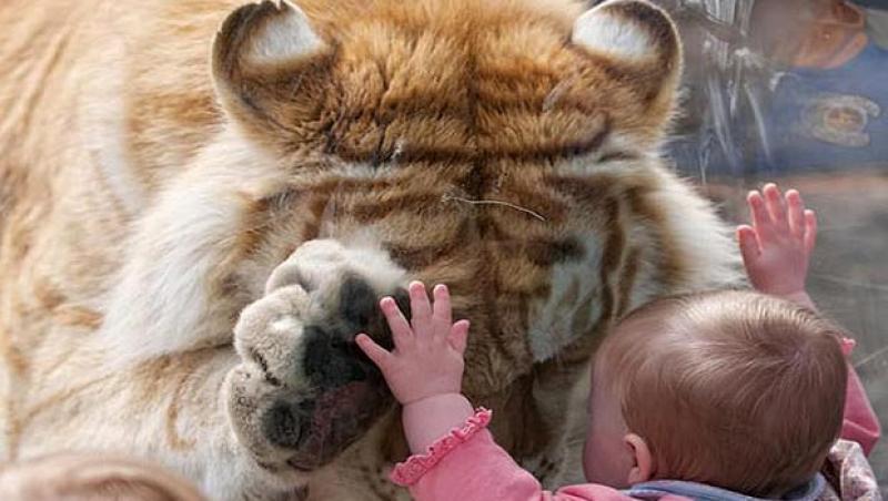 GALERIE FOTO! Ai bate palma cu un tigru? Vezi AICI cum reusesc animalele sa invete gesturile oamenilor