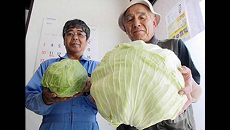 GALERIE FOTO! Fructe si legume inspaimantatoare - la doi ani dupa dezastul nuclerar din Japonia
