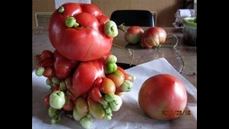 GALERIE FOTO! Fructe si legume inspaimantatoare - la doi ani dupa dezastul nuclerar din Japonia