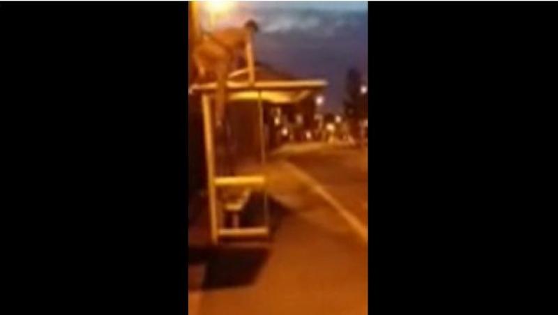 FUNNY, FUNNY, FUNNY! Ce se intampla cand un betiv isi arata 