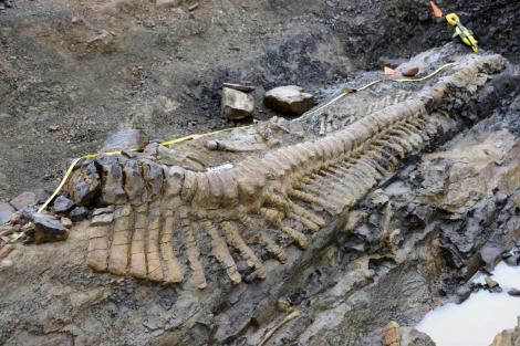 Mexicanii au descoperit coada unui dinozaur vechi de 72.000.000 ani perfect conservata