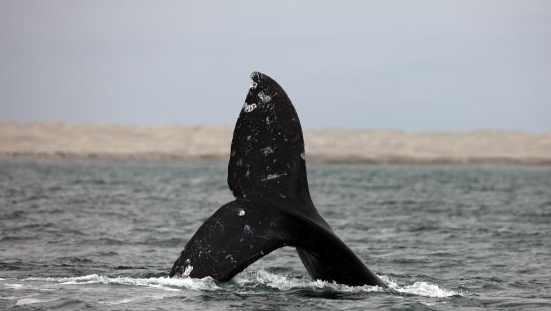 VIDEO: UIMITOR! Cativa scafandri, la un pas de a fi inghititi de un grup de balene