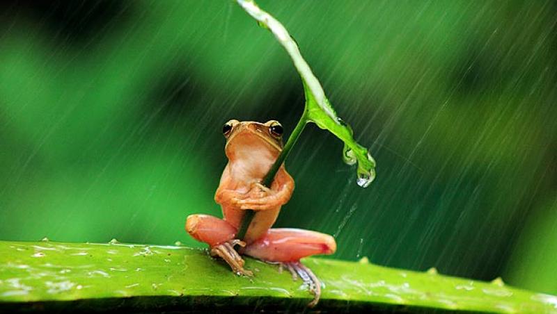 Cum se fereste o broasca de ploaie? Simplu, cu umbrela!