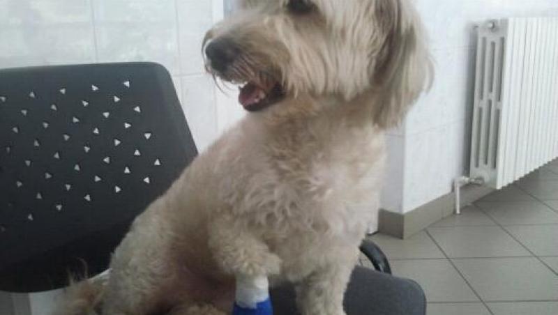 FOTO! Delia a trecut prin momente grele. Louie, catelul cantaretei, a fost operat la picior!