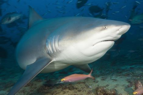 Imagine SOCANTA! Un pescar australian inghitit de un rechin se lupta sa iasa din stomacul acestuia!
