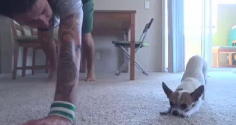 VIDEO! Cel mai relaxat caine din lume: nu da din coada, nu latra, in schimb face toata ziua yoga!