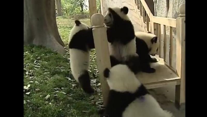 VIDEO! Ursii panda 